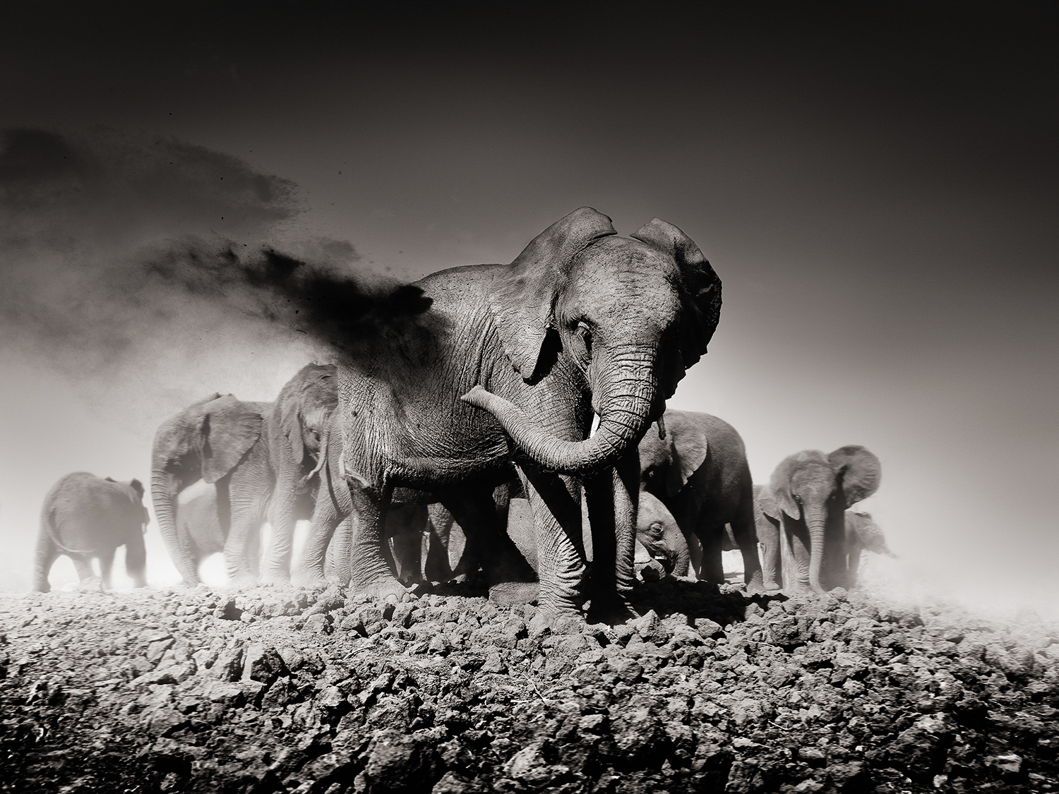 Joachim Schmeisser: Portraits von Elefanten